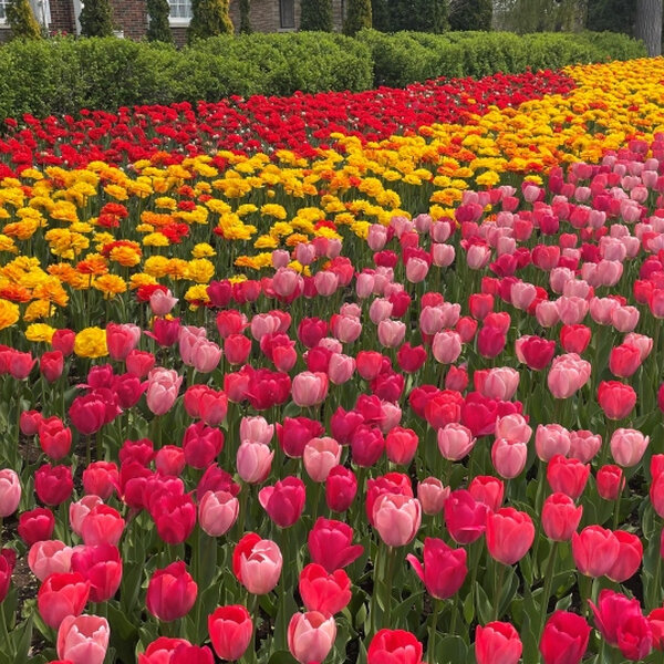 CFRA Weekends - Canadian Tulip Festival headlines Victoria Day Weekend ...