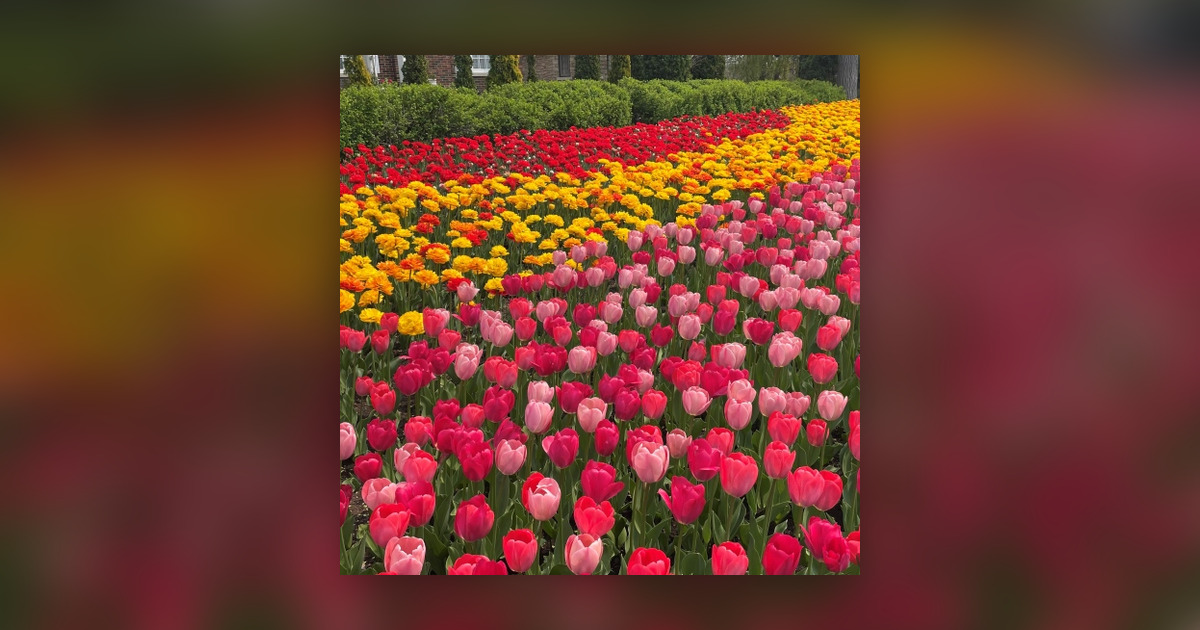 CFRA Weekends - Canadian Tulip Festival headlines Victoria Day Weekend ...