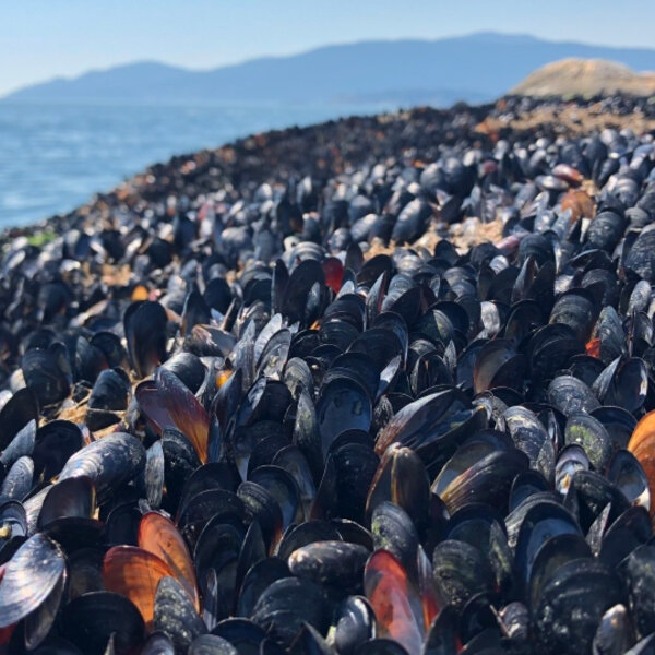 ESS 'Smells like death' Researchers estimate more than 1 billion marine animals died during B.C