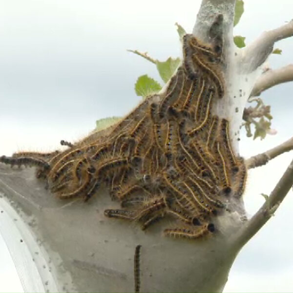 Here's How To Deal With The Caterpillar Infestation In Grand Falls