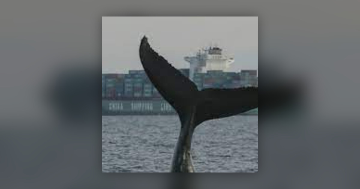 Record breaking whale numbers - CFAX 1070 - Omny.fm