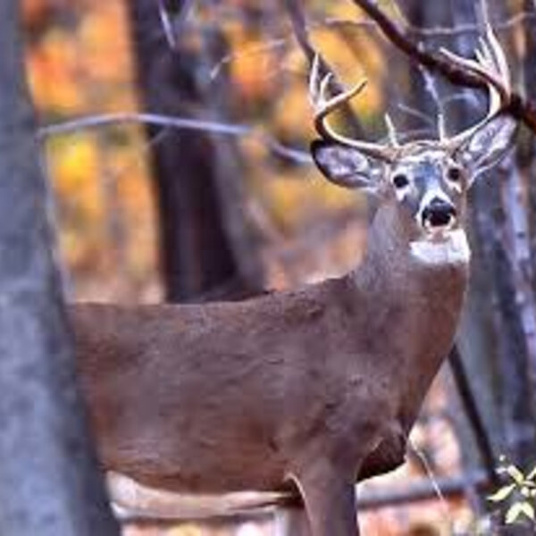 Bow hunting making dent in Ohio deer gun season Columbus News Briefs