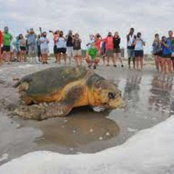 Large loggerhead sea turtle struck by vehicles, killed on State Road ...