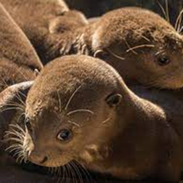 Second litter of endangered giant otter pups debut at Jacksonville Zoo ...