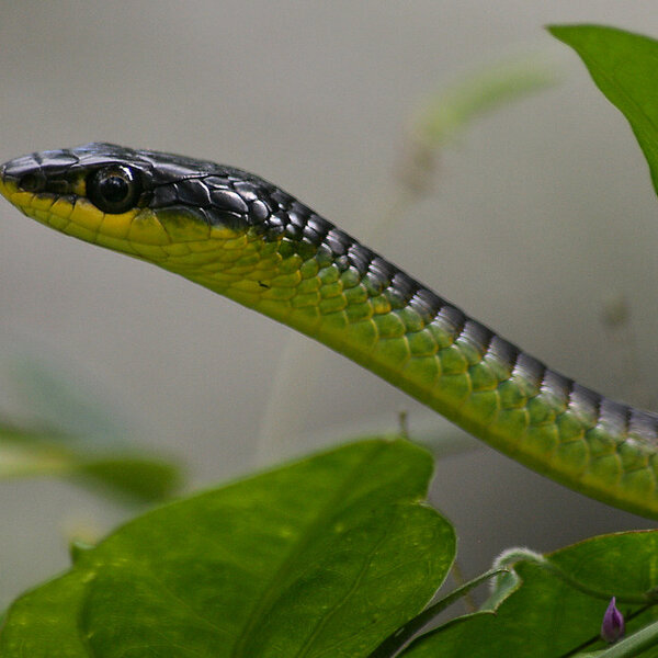 mackay-snake-catcher-explains-what-to-do-if-you-see-snakes-getting