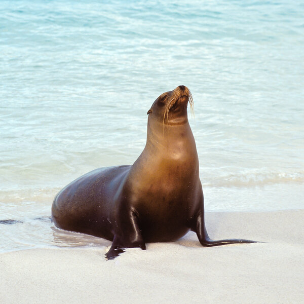 O.C. officials warning of aggressive sea lions - KNX News On Demand