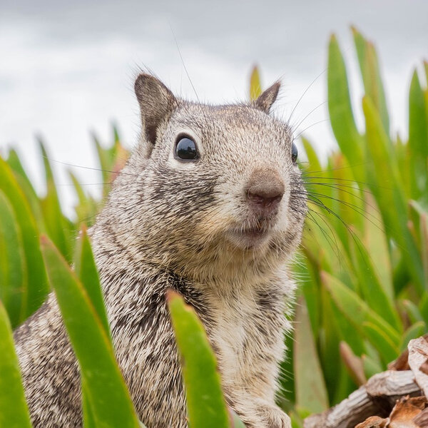 Ducttaping flight passengers, squirrels literally have the plague WIZM La Crosse Omny.fm