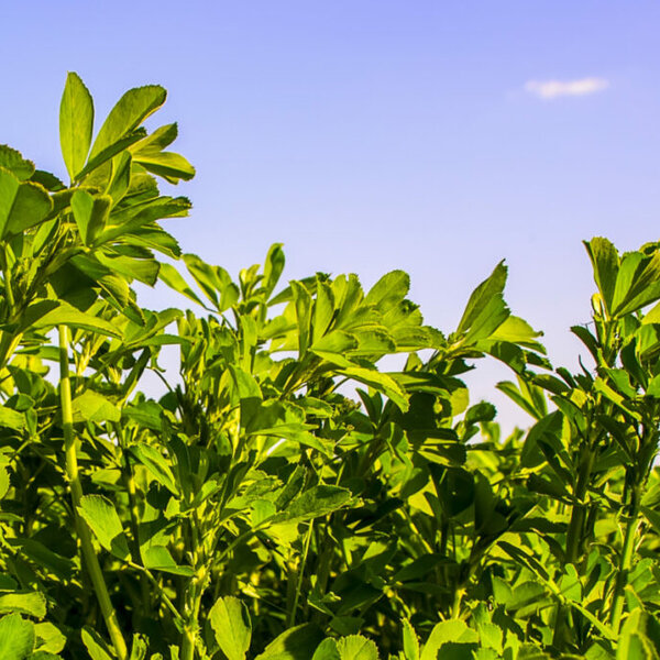 Alfalfa Good For Your Rotation MIDWEST FARM REPORT MADISON Omny.fm