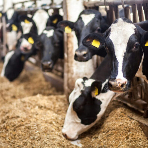 High-Performance Cows: The Sports Cars of Dairy Farming - MID-WEST FARM ...