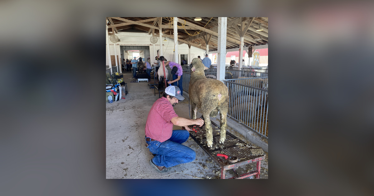 Sheep Unit Sheep Unit's Annual Auction Approaches - MID-WEST FARM REPORT - MADISON ...