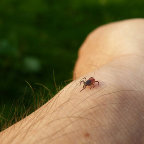 Warm Weather Triggers Early Insect Activity Across Wisconsin - MID-WEST ...