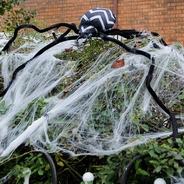 Hallowe'en Cobwebs: A Wildlife Hazard