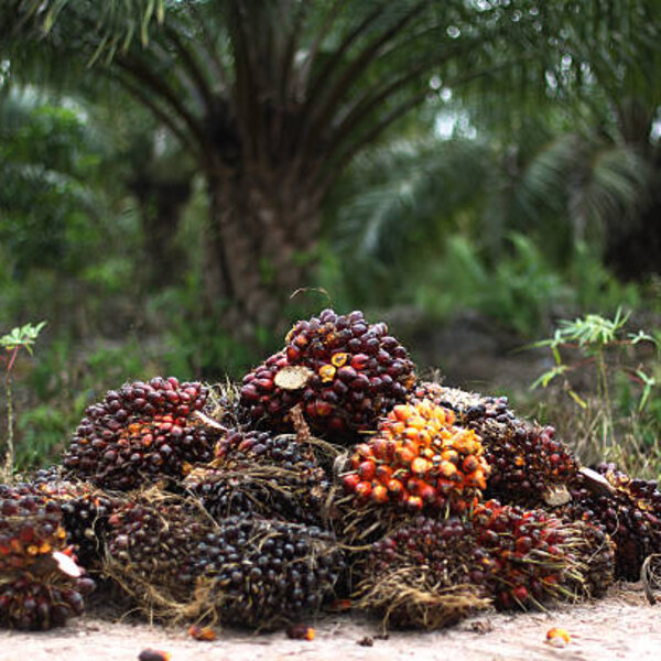 palm-oil-price-highs-in-the-past-morning-brief-omny-fm