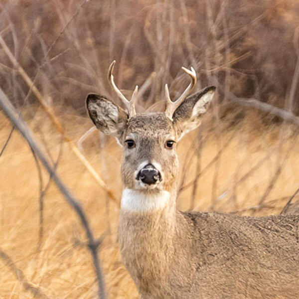 Deer season is here - KFGO Morning Crew - Omny.fm