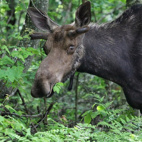 Here's what happened when I came within 15 feet OF A MOOSE in the Fish