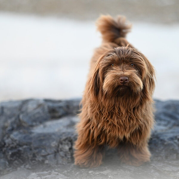 Jamie Hatch, trainer at Good as Gold K9 School in East Gwillimbury ...