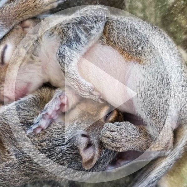 Listen Baby Animal Season Michelle Pettis Chief Wildlife