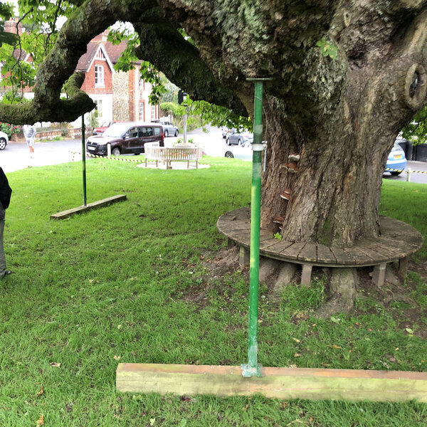Sheet's famous Chestnut tree is on life support - Petersfield's Shine ...