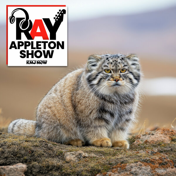 Chasing The Elusive Pallas’s Cat With Dale Anderson - Ray Appleton ...