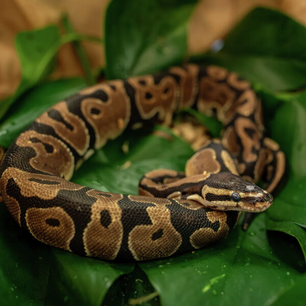 Signs of climate change in Colorado & New python research from CU ...