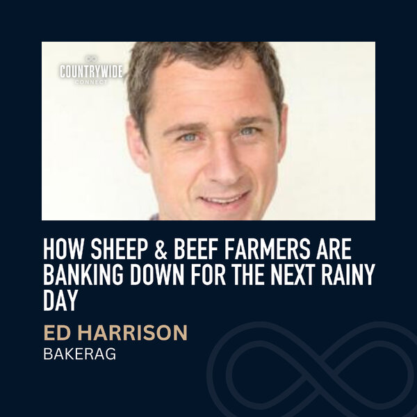 How sheep & beef farmers are banking down for the next rainy day // Ed ...