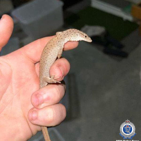 NSW Police smash a $1 million dollar native lizard smuggling ring - The ...