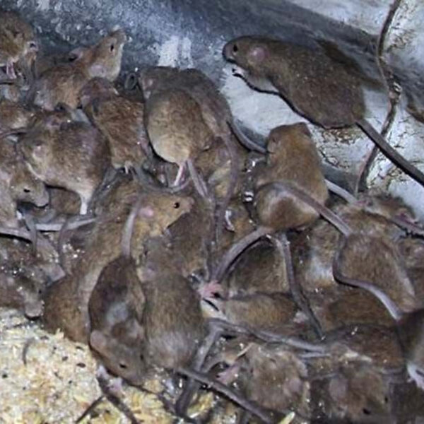 Rodent Hell: Has the mouse plague reached western Sydney? - The New ...