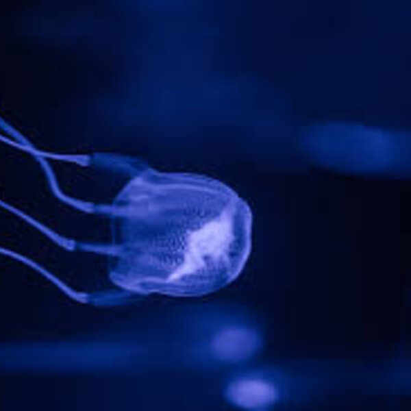 Baby box jellyfish spotted on our coast The Queensland Briefing Omny.fm