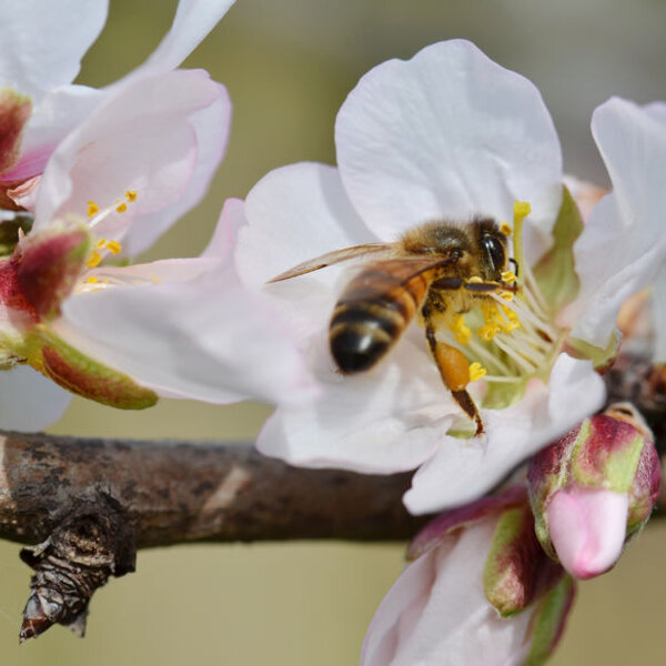 Enough bees for almond pollination but costs rising The Rural News