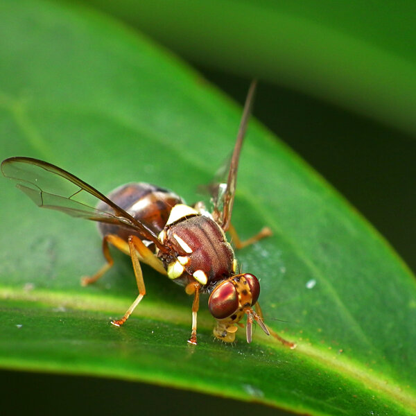 QLD Fruit Fly Larvae found in passionfruit in Northern supermarket - The Tasmania Briefing - Omny.fm