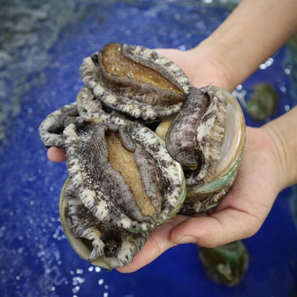 Abalone season to kick off this weekend - The Western Australia ...