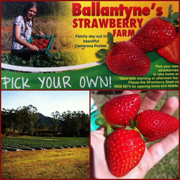 Allan From Ballantynes Strawberry Farm Jay and Dave Triple M Mackay