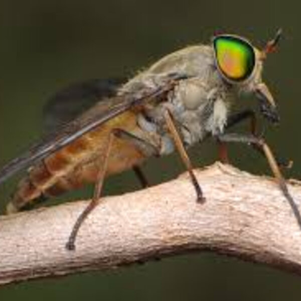 Is It March Or Marsh Flies? Jay and Dave Triple M Mackay Omny.fm