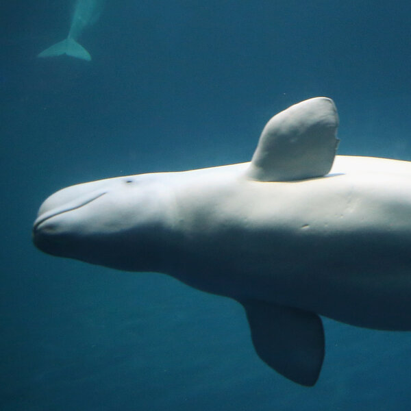 Shedd Aquarium mourns loss of oldest beluga whale 'Mauyak